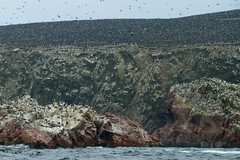 Islas Ballestas - Perú
