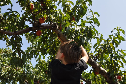 climbing peach trees