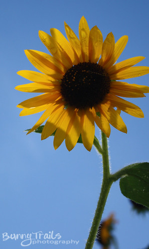226-sunflower 1