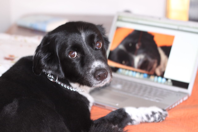 dog using a computer video chat