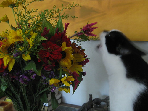 Flowers and Naughty Cat