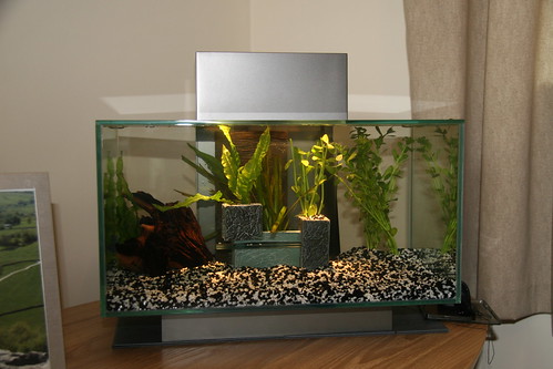 My first fish tank attempt 4942166094_9247dce30f
