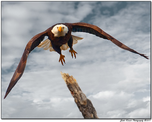 Eagle in Flight_1 by kirwinj