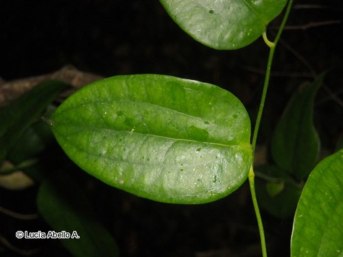 Detalle de las hojas del Copiu (<i>Lapageria rosea</i>), en la cual se aprecia las nervaduras paralelas, su base acorazonada y pice o punta aguda.