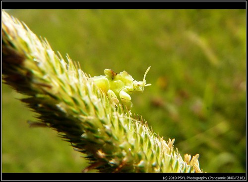 Jagged Ambush Bug (Phymata pennsylvanica)