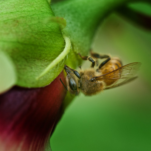 Bee on okra