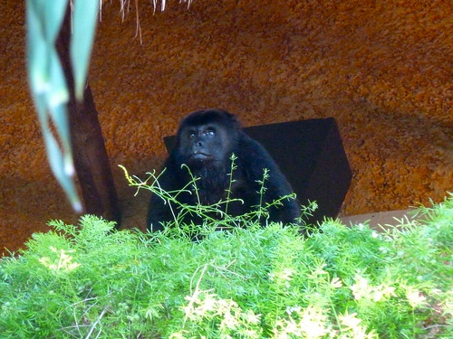scimmia-in-hotel