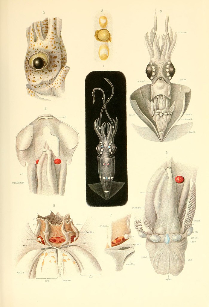 Thaumatolampas diadema (head, funnel, mantle, eye dissected views)
