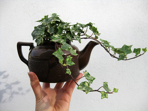 ivy teapot
