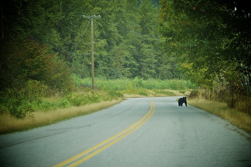 Live at Squamish 2010 - Bears in the area
