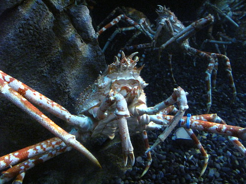 Georgia Aquarium 22
