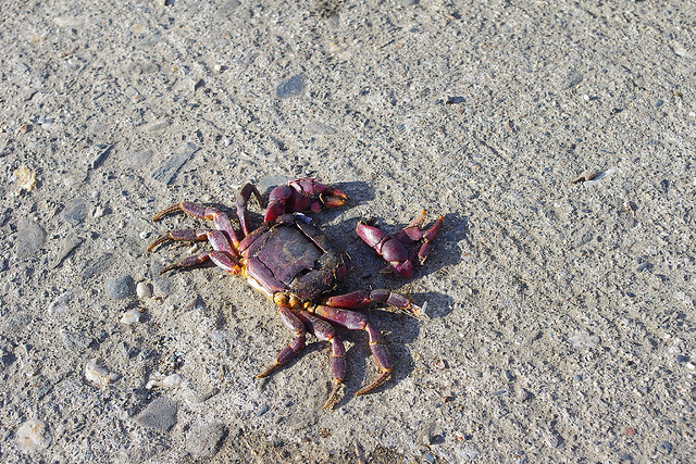 路過的可憐螃蟹