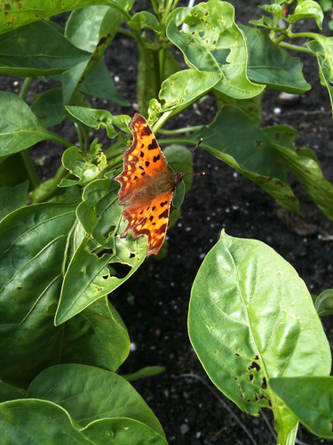 Butterfly on pepper plant