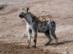 Spotted Hyena 1, Etosha