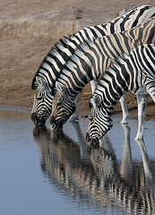 Zebras Drinking, Etosha