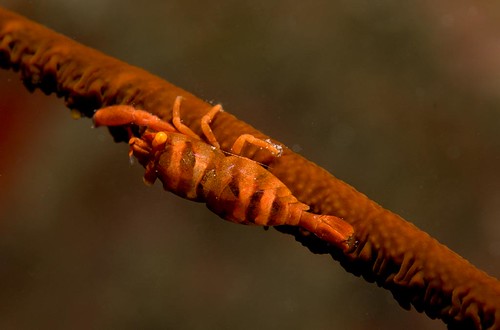 Barred Wire Coral Shrimp