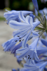 African lily