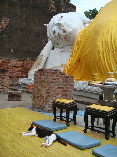 Thailand: The Sleeping Buddha and The Sleeping Cat by Song About Jen