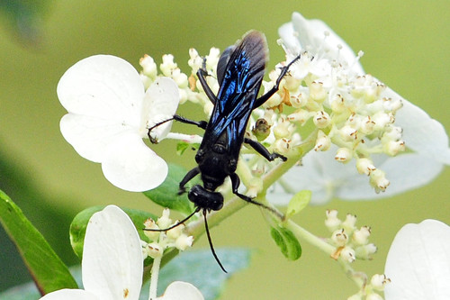 Great Black Wasp 1