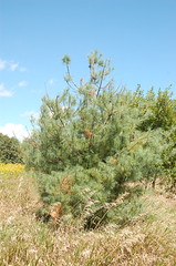 White Pine, Kind of Spotty <a style="margin-left:10px; font-size:0.8em;" href="http://www.flickr.com/photos/91915217@N00/4997178029/" target="_blank">@flickr</a>