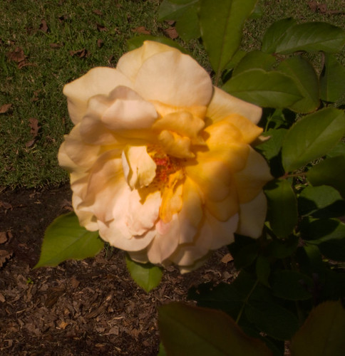 Yellow Rose at Noon