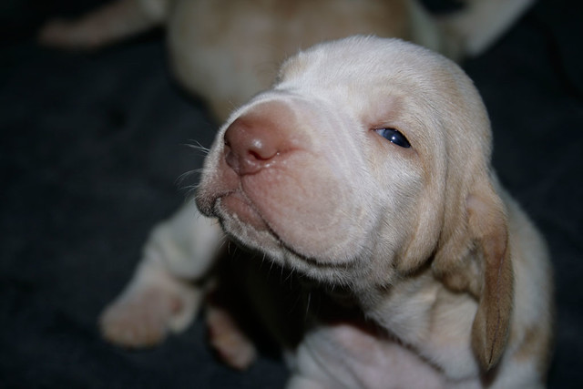 Blue puppy eyes!