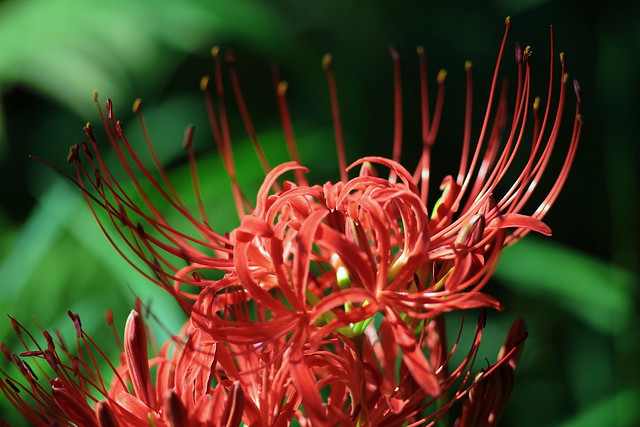 cluster amaryllis? red spider lily?