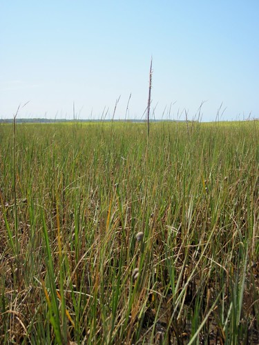 Marsh periwinkles climbing on a cordgrass reproductive stem
