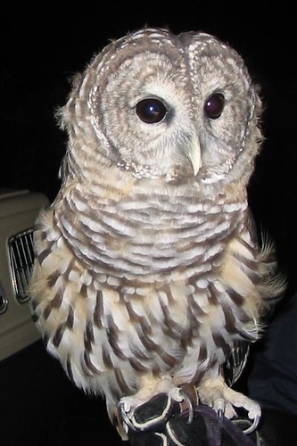 Bard Owl 1