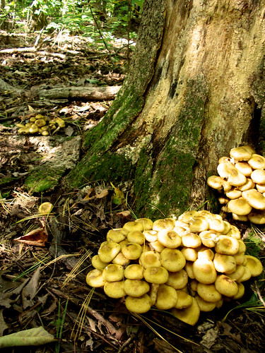 Biscuit Mushrooms