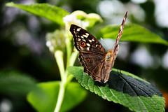 Carleton University Butterflies