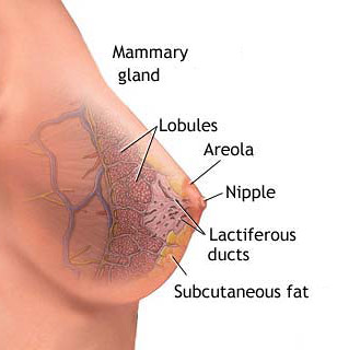 Types-breast-cancer-