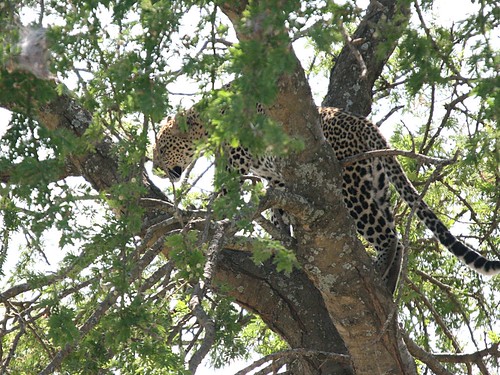 LeopardMorning1
