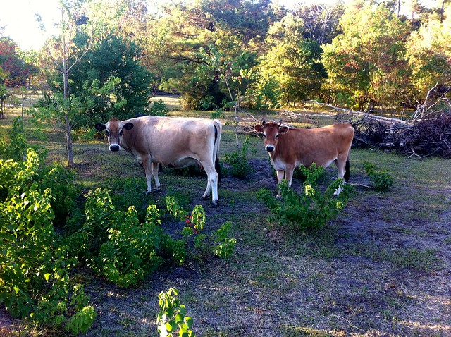 Two of Jerry & Carol's cows