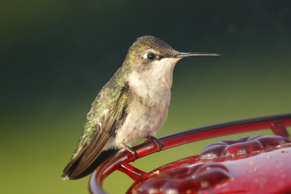 Ruby-throated hummingbird (19)