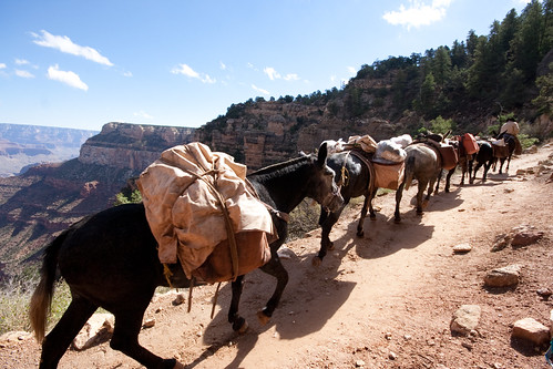 Pack Mules on the Grand Canyon's Bright Angel Trail