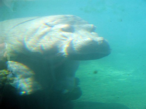 Sim, dá pra ver o hipopótamo mesmo dentro d'água.