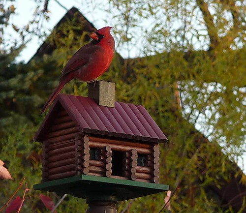 Cardinal on log cabin bird house