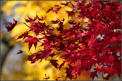 red japanese maple leaves. Last of the Red Japanese Maple