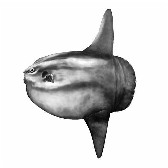 Molamola-sunfish