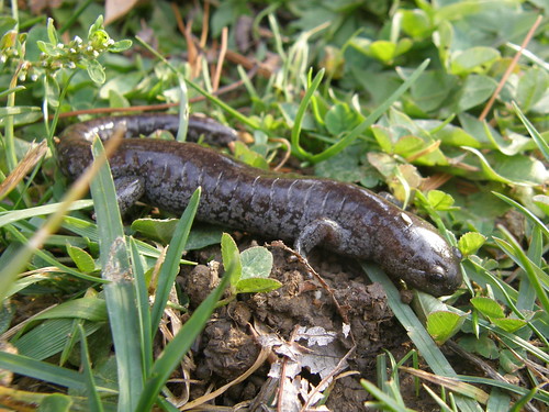 Jefferson Salamander?