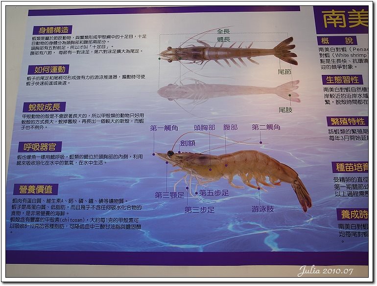 金車鮮蝦 (4)