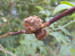 Gall wasp old