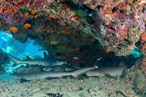 resting white tip sharks
