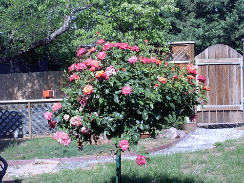 Rose Tree II 6-15-09
