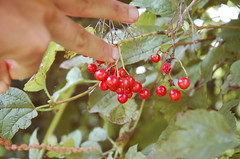 Highbush Cranberries <a style="margin-left:10px; font-size:0.8em;" href="http://www.flickr.com/photos/91915217@N00/4997198161/" target="_blank">@flickr</a>