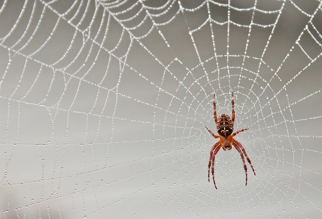 Foggy Spider Web