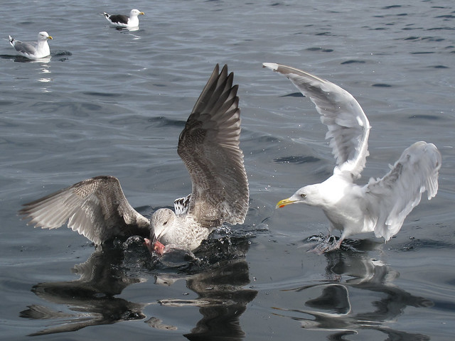 Seagulls hunting for leftovers
