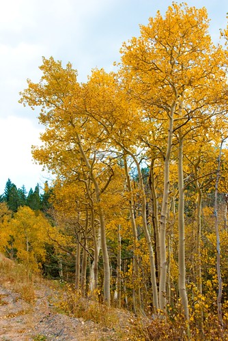 Осень в Колорадо 