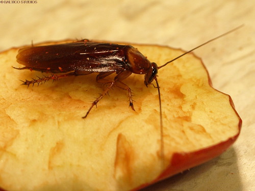 cockroach on apple P9222087R3
